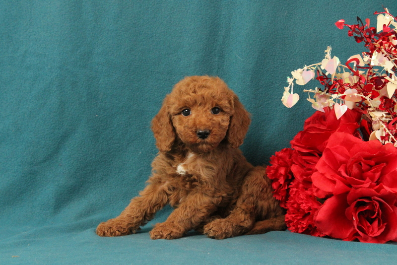 puppy, for, sale, Mini Goldendoodle F1BB, Matthew B. Stoltzfus, dog, breeder, Gap, PA, dog-breeder, puppy-for-sale, forsale, nearby, find, puppyfind, locator, puppylocator, aca